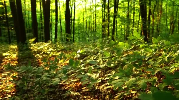 Πρωινός Ήλιος Καλοκαίρι Στο Δάσος — Αρχείο Βίντεο