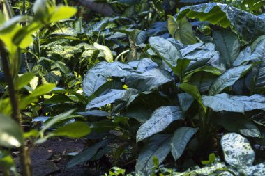 Tropik, orman, güzel yeşil bitkiler yetişir. Yaprak.