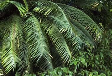 Tropik, orman, yeşil palmiye ağacı yetişir