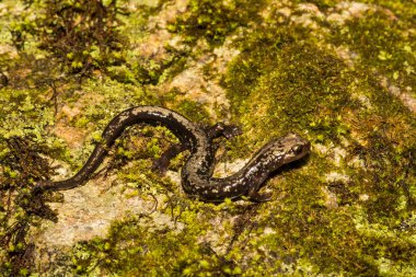 Su samuru semender (Plethodon hubrichti doruklarına)