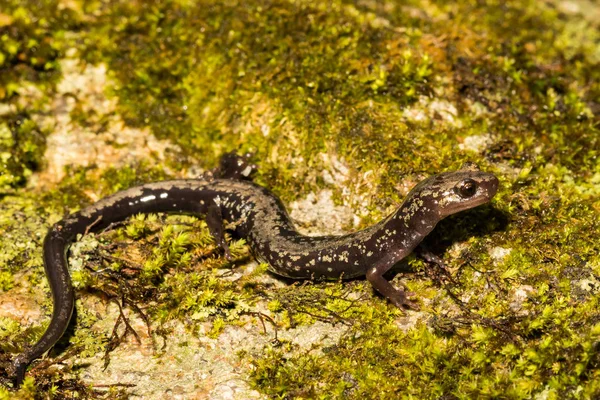 Вершины Выдры Саламандра Plethodon Hubrichti — стоковое фото