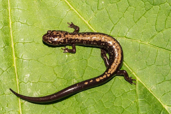 Vrcholy Otter Salamander Plethodon Hubrichti — Stock fotografie