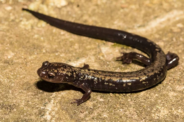 Picos Alcantarilla Salamandra Plethodon Hubrichti —  Fotos de Stock