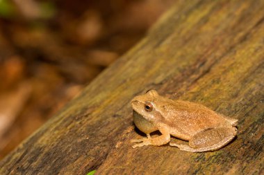 Kuzey bahar Peeper (Pseudacris crucifer)