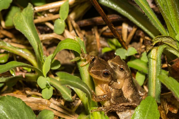 Northern Spring Peepers Amplexus Edge Vernal Pool Connecticut — Stock Photo, Image