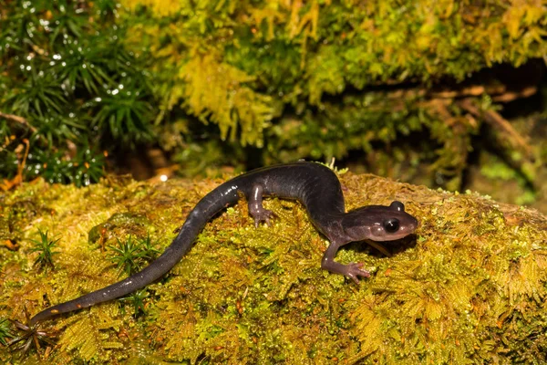 Salamandra Mejillas Grises Del Norte Plethodon Montanus — Foto de Stock