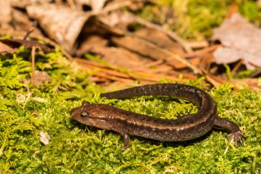 Blue Ridge gölgeli semender (Desmognathus orestes)