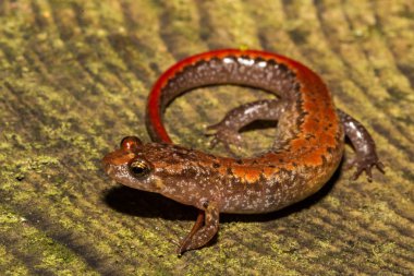 Blue Ridge gölgeli semender (Desmognathus orestes)