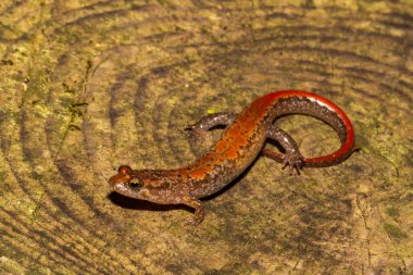 Blue Ridge gölgeli semender (Desmognathus orestes)