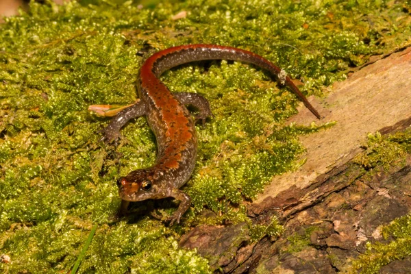 Salamandra Oscura Blue Ridge Desmognathus Orestes — Foto de Stock