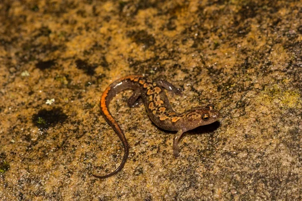 Salamandra Oscura Blue Ridge Desmognathus Orestes —  Fotos de Stock