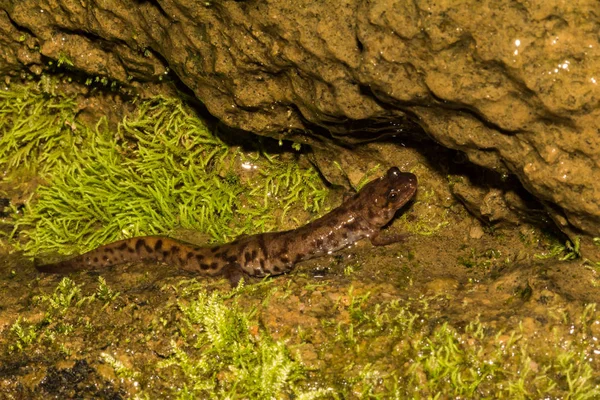 Selo Salamandra Desmognathus Monticola — Fotografia de Stock