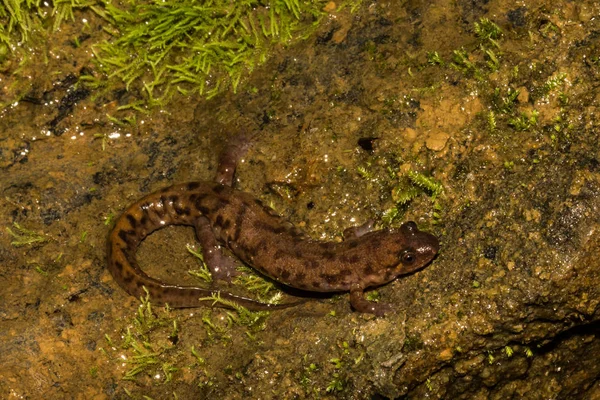 도롱뇽 Desmognathus Monticola — 스톡 사진