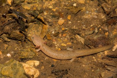 Larva Blue Ridge kırmızı semenderi (Pseudotriton ruber nitidus)