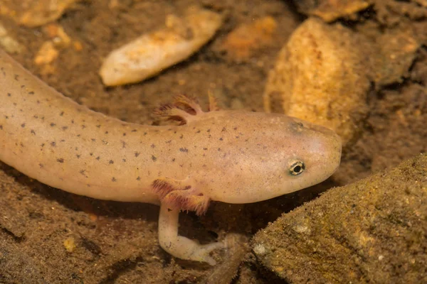 Larval Blue Ridge Red Salamander Pseudotriton Ruber Nitidus — стоковое фото