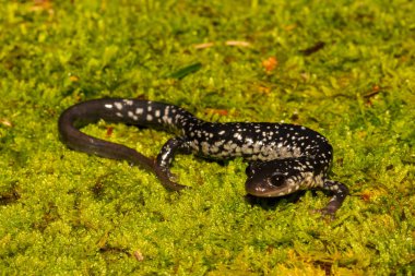 Kuzey sümüklü semender (Plethodon glutinosus)