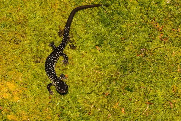 Salamandra Del Norte Del Limo Plethodon Glutinosus —  Fotos de Stock