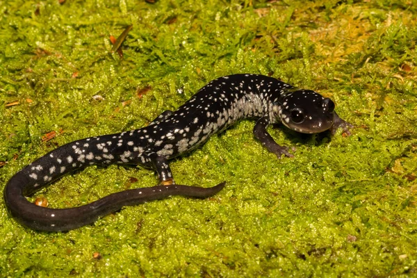 Salamandre Visqueuse Nord Plethodon Glutinosus — Photo