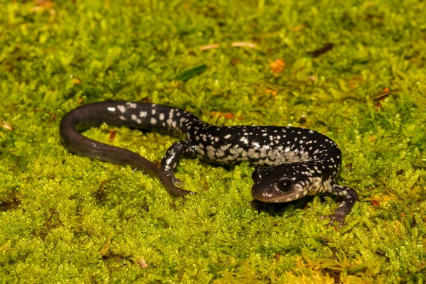 Северный Слизистый Саламандр Plethodon Glutinosus — стоковое фото