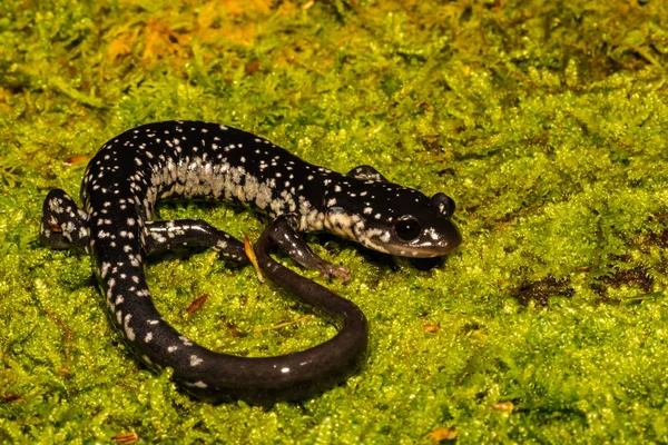 Salamandra Del Norte Del Limo Plethodon Glutinosus — Foto de Stock