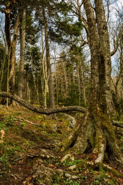 Appalachian Ladin köknar orman Mount Rogers Virginia üzerinde önde gelen iz.