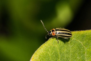 Pigweed pire böceği (Disonycha glabrata)
