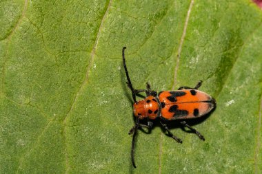 Kırmızı süt kardeş böcek (Tetraopes tetrophthalmus)