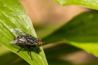 A close up of a Flesh Fly (Sarcophagidae spp.) clipart