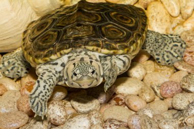 Diamondback Terrapin (Malaclemy terrapin)