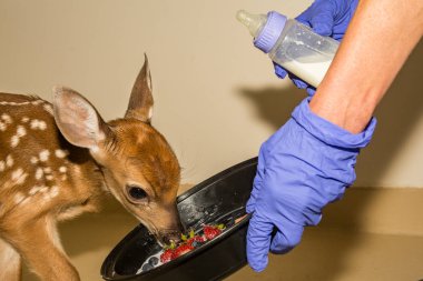 Whitetail geyik rehabilitasyon Fawn