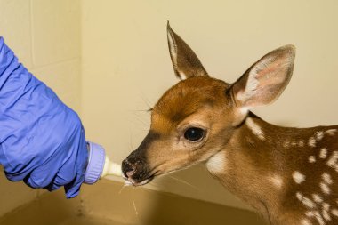 Whitetail geyik rehabilitasyon Fawn
