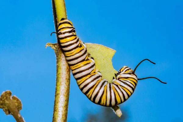 Close Quinto Instar Monarch Caterpillar — Fotografia de Stock