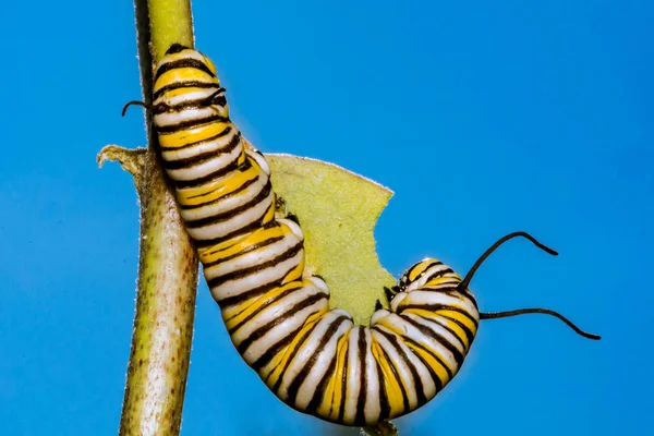 Gros Plan 5Ème Stade Monarch Caterpillar — Photo