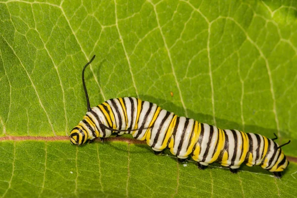 Close Van Een Instar Monarch Caterpillar — Stockfoto