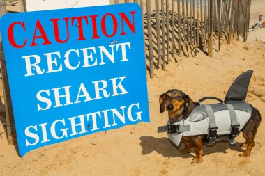 Dachshund köpek kostüm giymiş bir köpekbalığı Cape Cod Massachusetts.