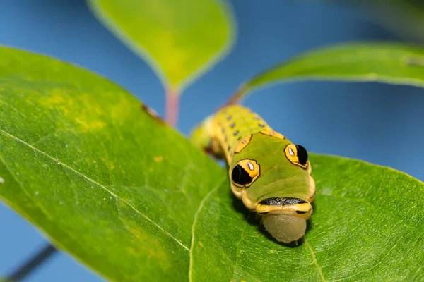 Caterpillar Spicebush Neve Papilio Troilus Troilus — Stock Fotó
