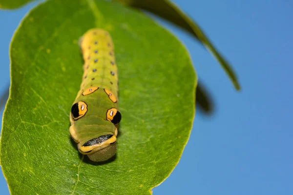 Caterpillar Spicebush Królowej Papilio Troilus Troilus — Zdjęcie stockowe