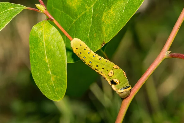 Caterpillar Spicebush Koninginnenpage Papilio Troilus Troilus — Stockfoto