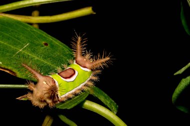 A close up of a Saddleback Caterpillar foraging at night in the garden. clipart