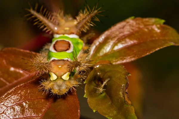 Saddleback Caterpillar Acharia Stimulea — Zdjęcie stockowe