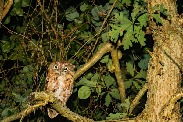 Genç Doğu Screech Baykuş — Stok fotoğraf