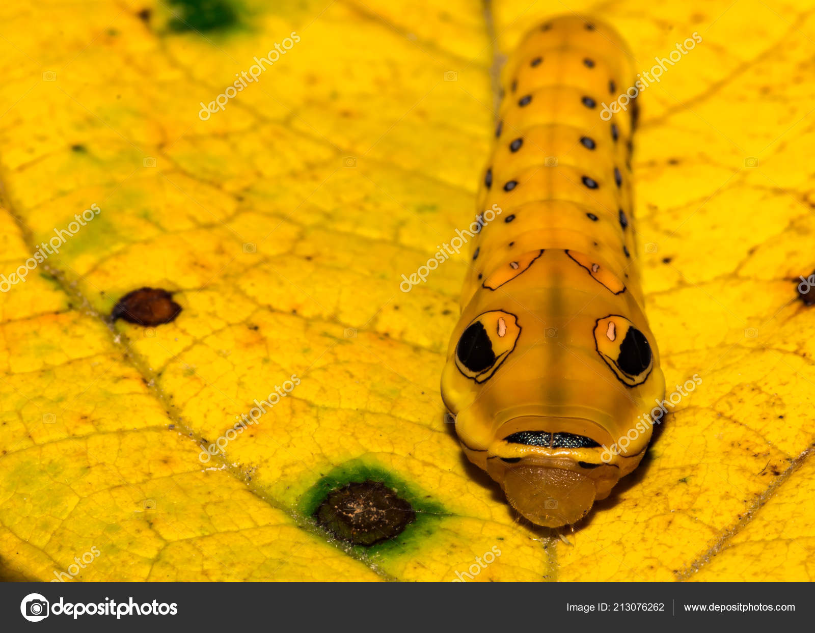 Spicebush アゲハ蝶の幼虫 アゲハ トロイラス ストック写真