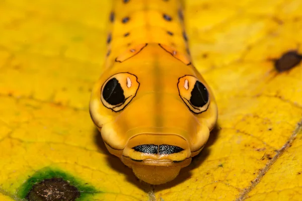 Spicebush Swallowtail Mariposa Oruga Papilio Troilus — Foto de Stock