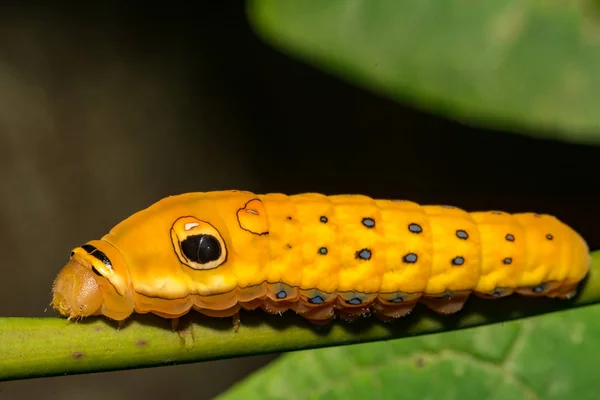 Spicebush Swallowtail อหนอนผ Papilio Troilus — ภาพถ่ายสต็อก