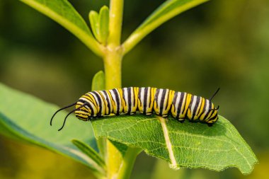 Hükümdar tırtıl (Danaus plexippus)