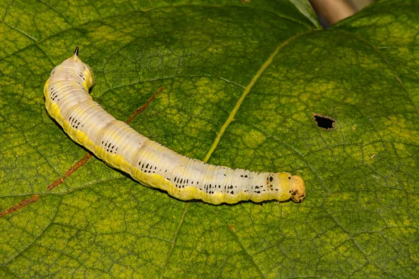 Catalpa Sphinx Caterpillar Ceratomia Catalpae — Zdjęcie stockowe