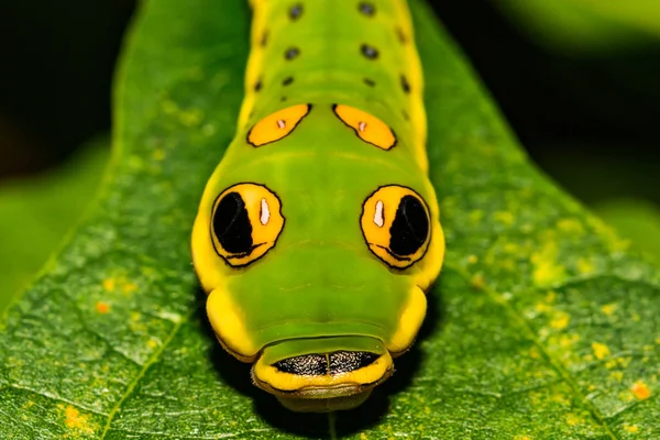 Caterpillar Spicebush Królowej Papilio Troilus — Zdjęcie stockowe
