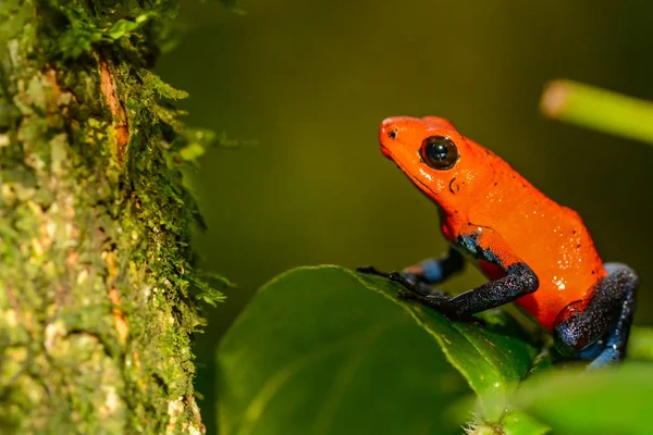 Strawberry Poison Dart Frog Oophaga Pumilio — Stock Photo, Image