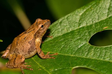 Bahar Peeper (Pseudacris crucifer crucifer)