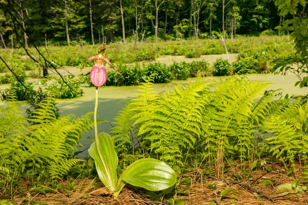 Zapatilla Señora Rosa Cypripedium Acaule — Foto de Stock